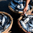 Zambia fisheries