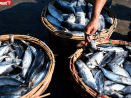 Zambia fisheries